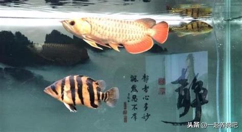 養龍魚設備